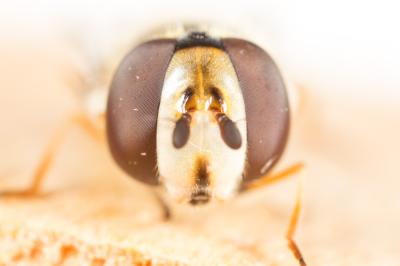  Scaeva selenitica (Meigen, 1822)