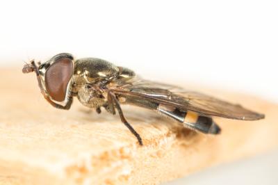  Xanthandrus comtus (Harris, 1780)