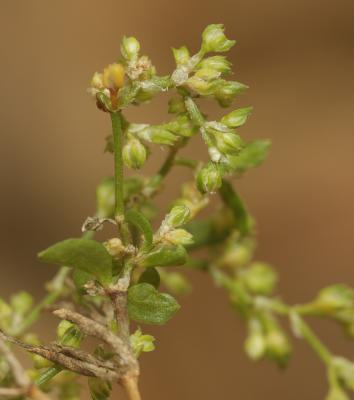 Polycarpon à quatre feuilles, Polycarpe à quatre f Polycarpon tetraphyllum (L.) L., 1759