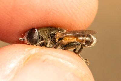  Merodon albifrons Meigen, 1822