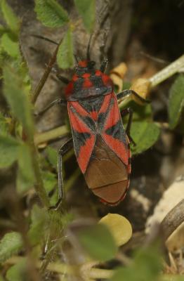  Spilostethus furculus (Herrich-Schaeffer, 1850)