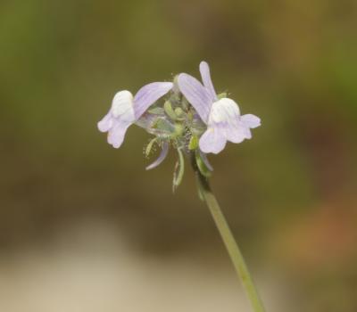 Linaire des champs Linaria arvensis (L.) Desf., 1799