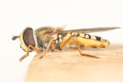  Eupeodes corollae (Fabricius, 1794)