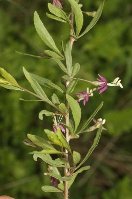 Lyciet commun Lycium barbarum L., 1753