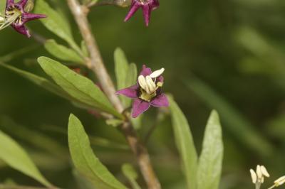 Lyciet commun Lycium barbarum L., 1753