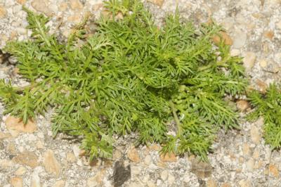 Corne-de-cerf didyme Lepidium didymum L., 1767