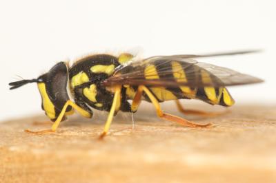  Chrysotoxum intermedium (Meigen, 1822)