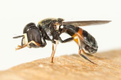  Paragus Latreille, 1804