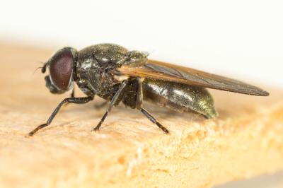  Cheilosia Meigen, 1822