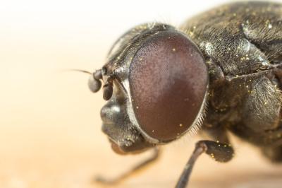  Cheilosia Meigen, 1822