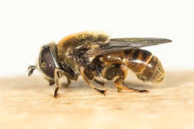  Merodon albifrons Meigen, 1822