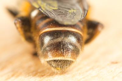  Merodon albifrons Meigen, 1822