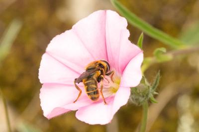  Merodon Meigen, 1803