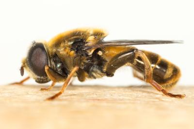  Merodon Meigen, 1803