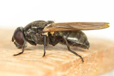  Cheilosia Meigen, 1822