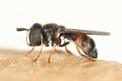  Paragus Latreille, 1804