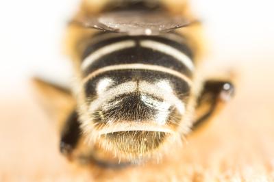  Merodon geniculatus Strobl, 1909