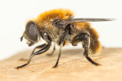  Merodon Meigen, 1803