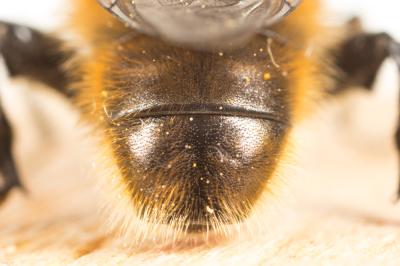  Merodon Meigen, 1803