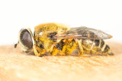  Merodon Meigen, 1803