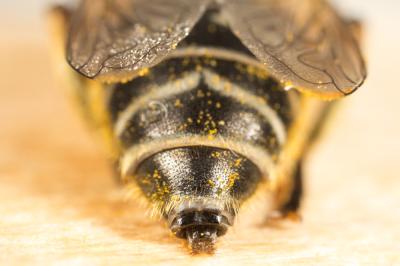  Merodon Meigen, 1803