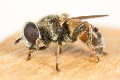  Merodon Meigen, 1803