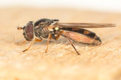  Melanostoma Schiner, 1860