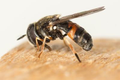  Paragus bicolor (Fabricius, 1794)