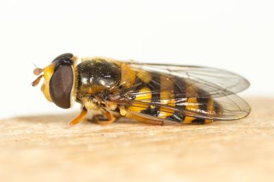  Eupeodes latifasciatus (Macquart, 1829)