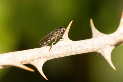  Eumerus Meigen, 1822