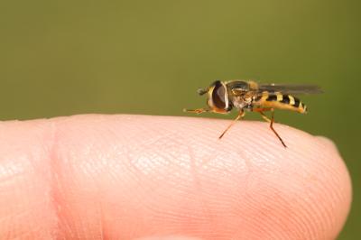  Eupeodes corollae (Fabricius, 1794)