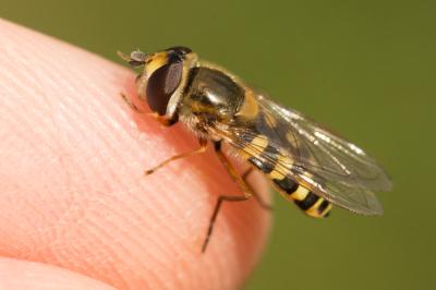  Eupeodes corollae (Fabricius, 1794)