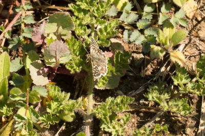 Tacheté austral (Le), Hespérie de l'Aigremoine (L' Pyrgus malvoides (Elwes & Edwards, 1897)