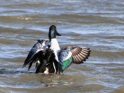 Canard souchet Spatula clypeata (Linnaeus, 1758)