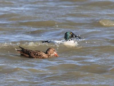 Canard souchet Spatula clypeata (Linnaeus, 1758)