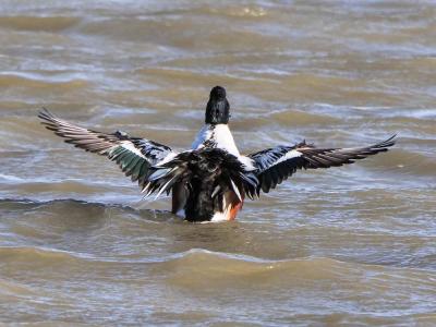 Canard souchet Spatula clypeata (Linnaeus, 1758)