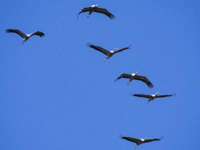 Grue cendrée Grus grus (Linnaeus, 1758)