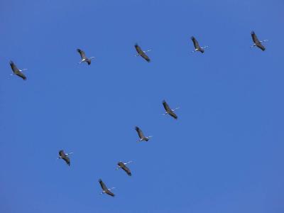 Grue cendrée Grus grus (Linnaeus, 1758)