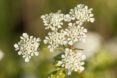Cerfeuil des bois, Persil des bois Anthriscus sylvestris (L.) Hoffm., 1814