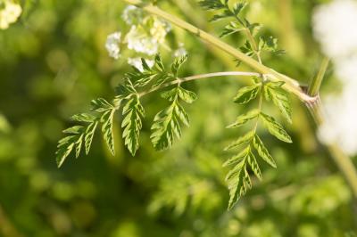 Cerfeuil des bois, Persil des bois Anthriscus sylvestris (L.) Hoffm., 1814