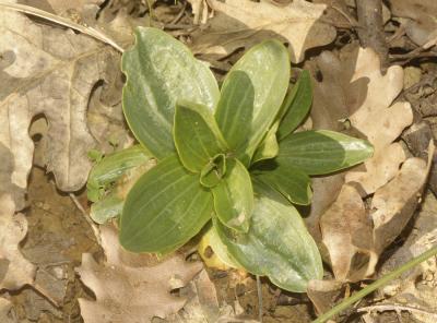 Petite centaurée commune, Erythrée Centaurium erythraea Rafn, 1800