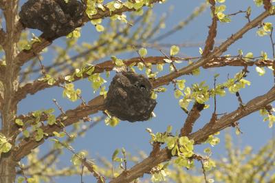  Eriosoma lanuginosum (Hartig, 1839)