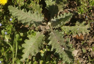 Onopordon faux-acanthe, Chardon aux ânes Onopordum acanthium L., 1753