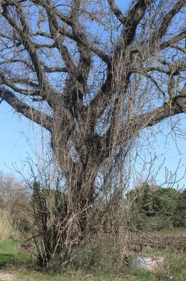 Clématite des haies, Herbe aux gueux Clematis vitalba L., 1753