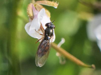  Melanostoma mellinum (Linnaeus, 1758)