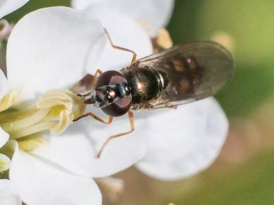  Melanostoma mellinum (Linnaeus, 1758)
