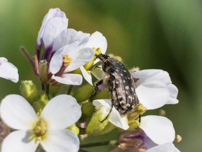 drap mortuaire (le) Oxythyrea funesta (Poda, 1761)