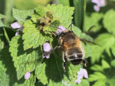 Anthophore commune, Anthophore plumeuse, Anthophor Anthophora plumipes (Pallas, 1772)