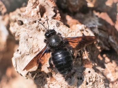 Abeille charpentière, Xylocope violet Xylocopa violacea (Linnaeus, 1758)