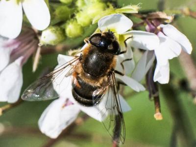  Eristalis similis (Fallén, 1817)